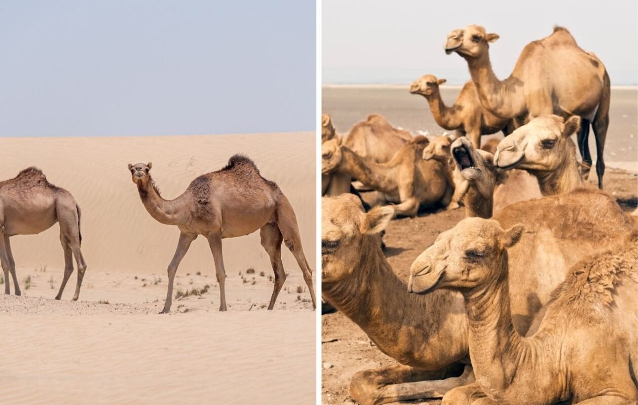 Camellos en Los Cabos img