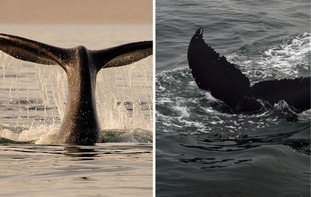Tour Ballenas Los Cabos img